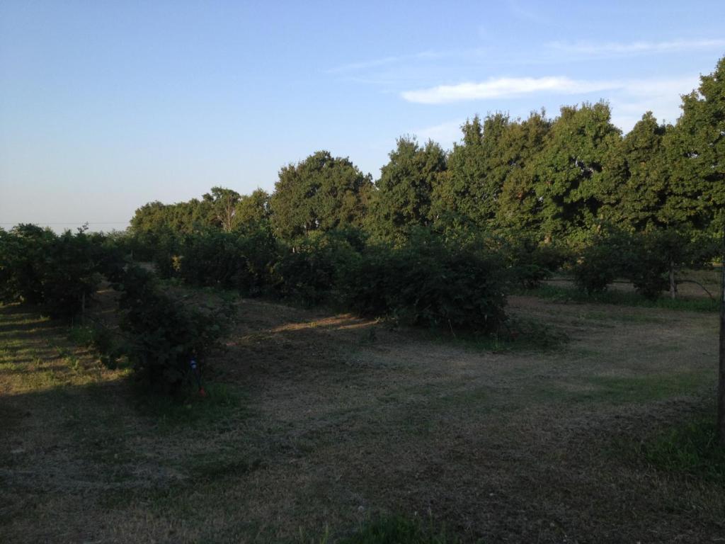 Societa Agricola Le More Agriturismo La Dondina Budrio  Zewnętrze zdjęcie