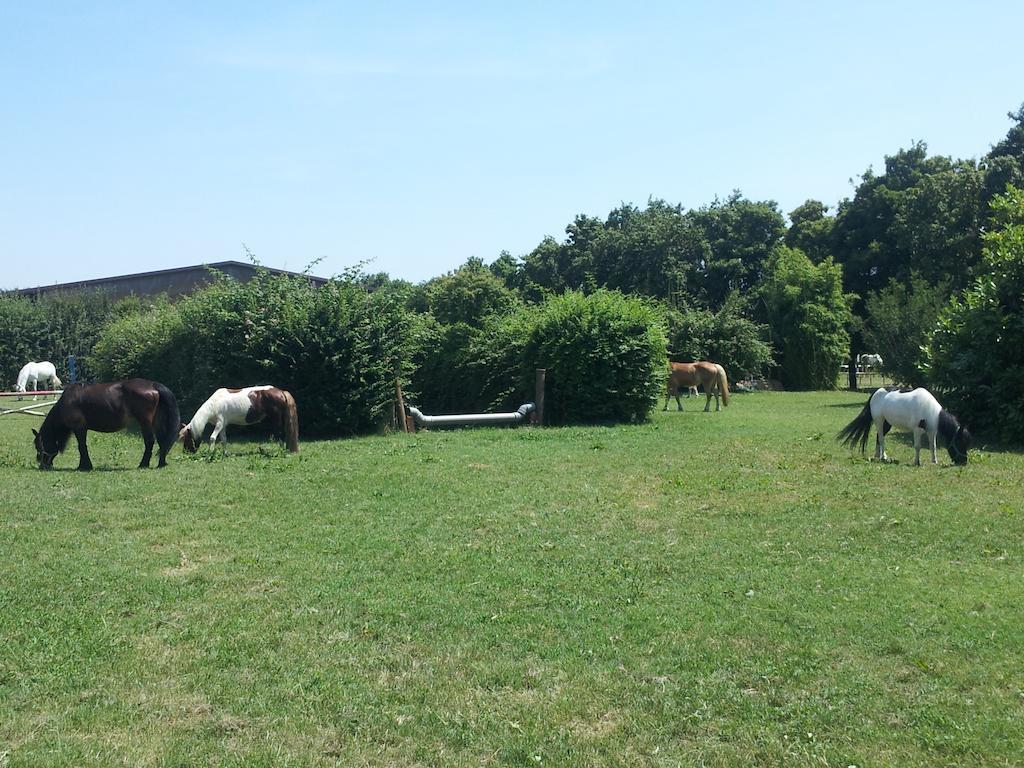 Societa Agricola Le More Agriturismo La Dondina Budrio  Zewnętrze zdjęcie